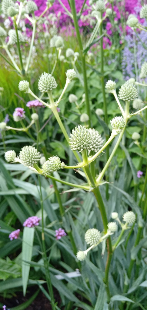 Erygium yuccifolium